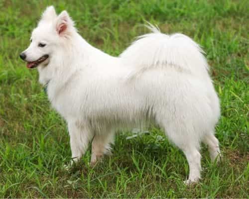 japanese spitz dog picture