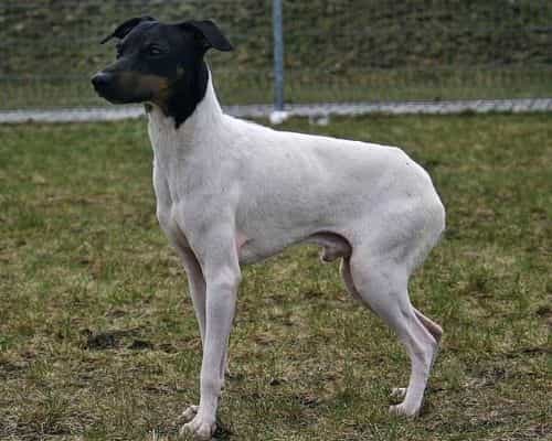 japanese terrier dog picture