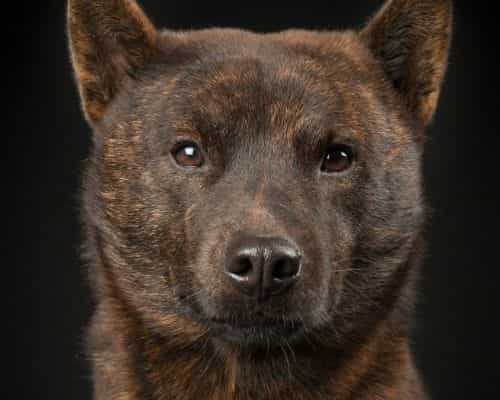 kai ken dog picture