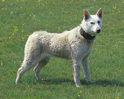 kishu inu dog picture