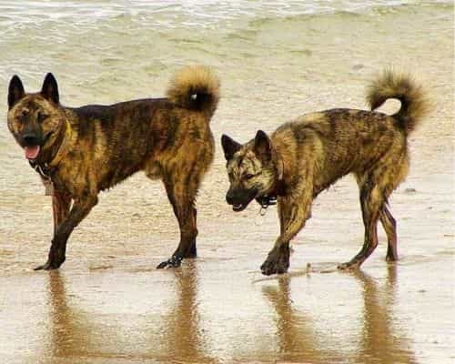 ryukyu inu dog picture