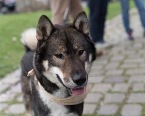 shikoku inu dog picture