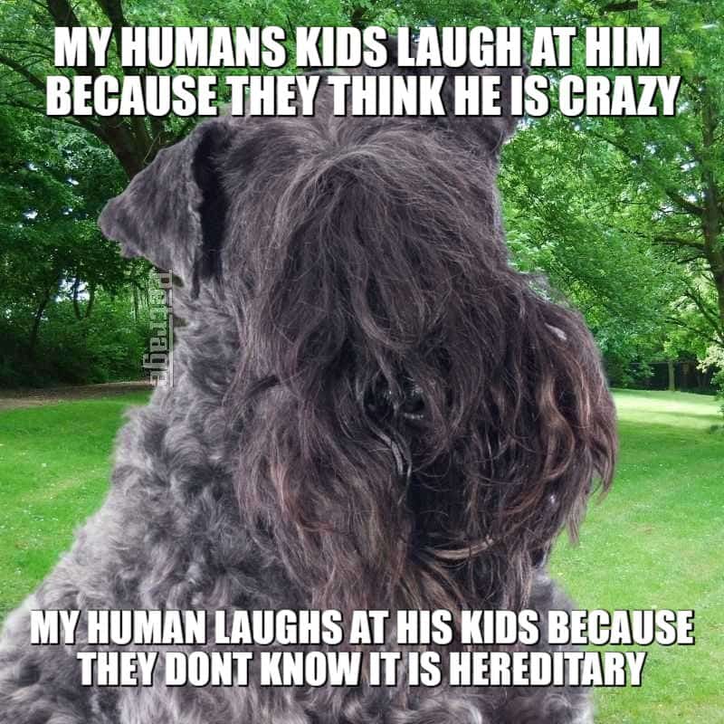 kerry blue terrier crazy human meme petrage