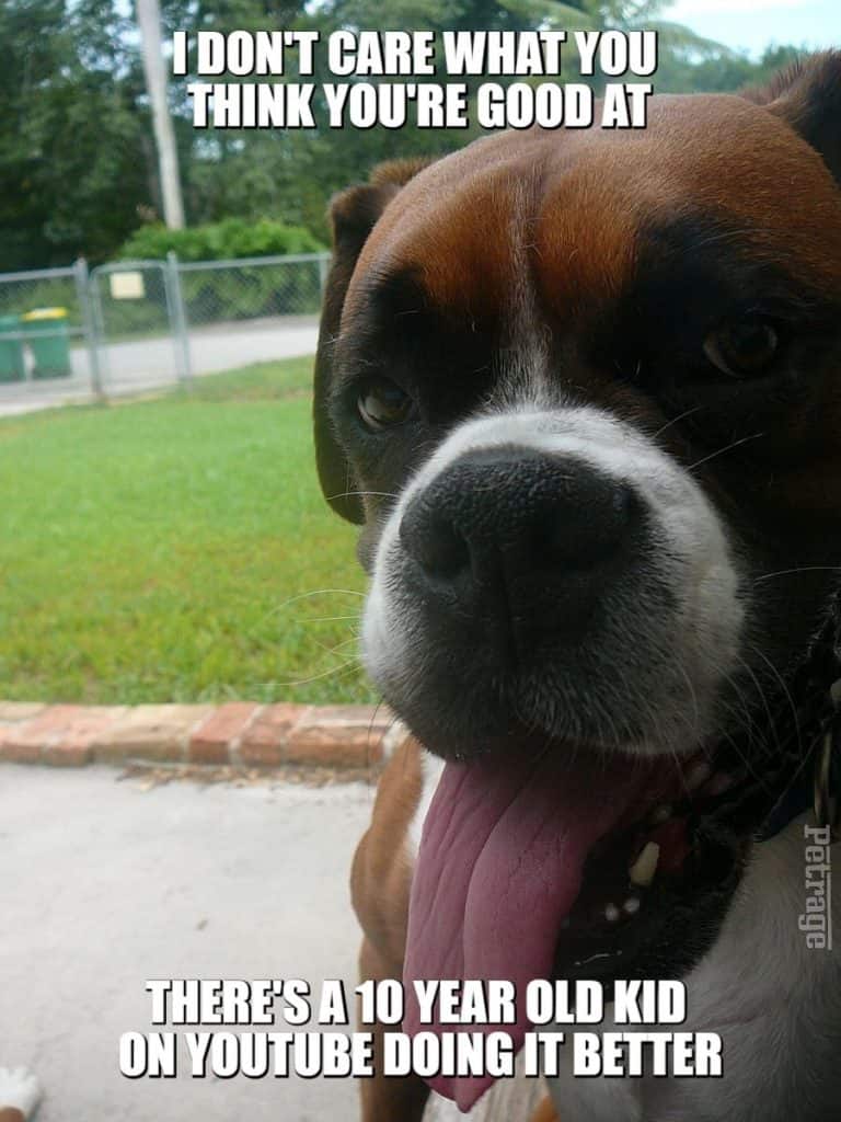 sarcastic boxer dog 10 year old meme petrage