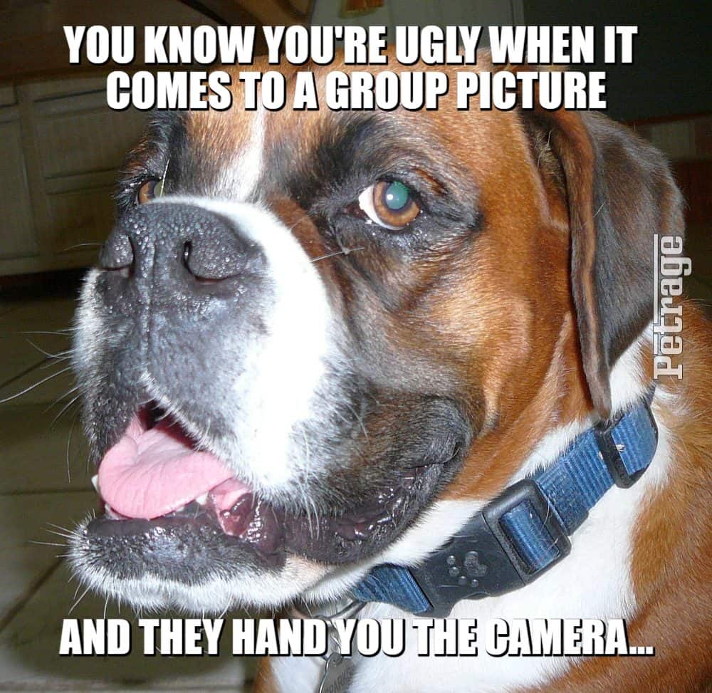 sarcastic boxer dog group picture meme petrage