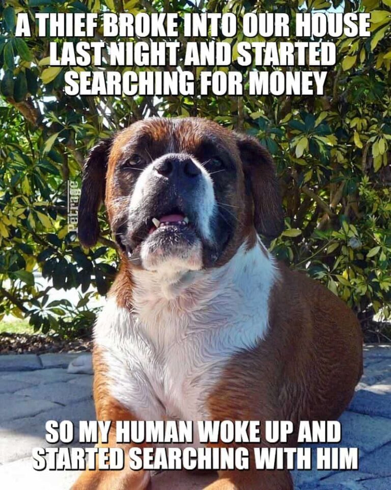searching for money meme sarcstic boxer dog petrage