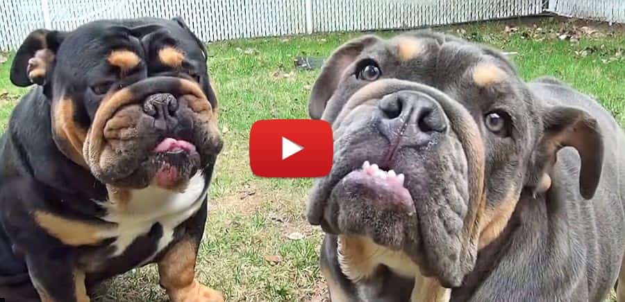 tri color english bulldogs video