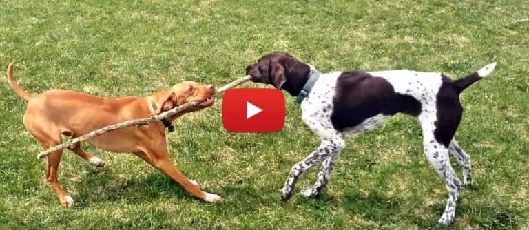 video of a pointer and vizsla fighting over a stick