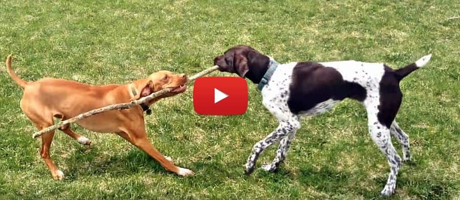 video of a pointer and vizsla fighting over a stick