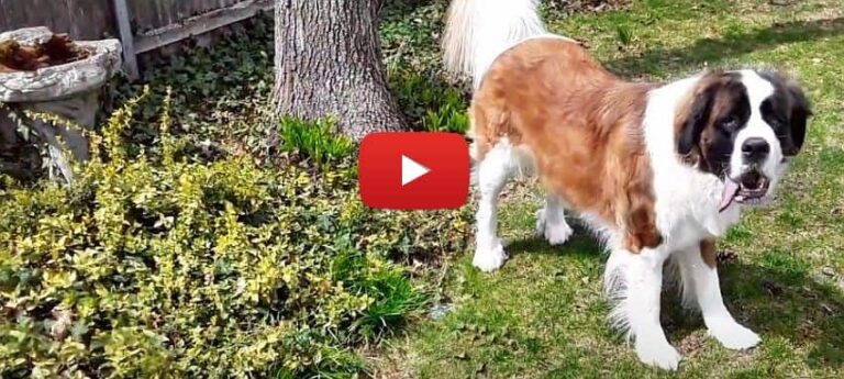 video of a saint bernard and bernese mountaind dog playing outside