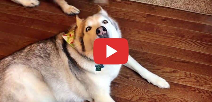 why is this husky howling video