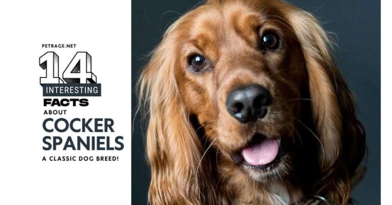 14 interesting facts about the cocker spaniel dog breed petrage