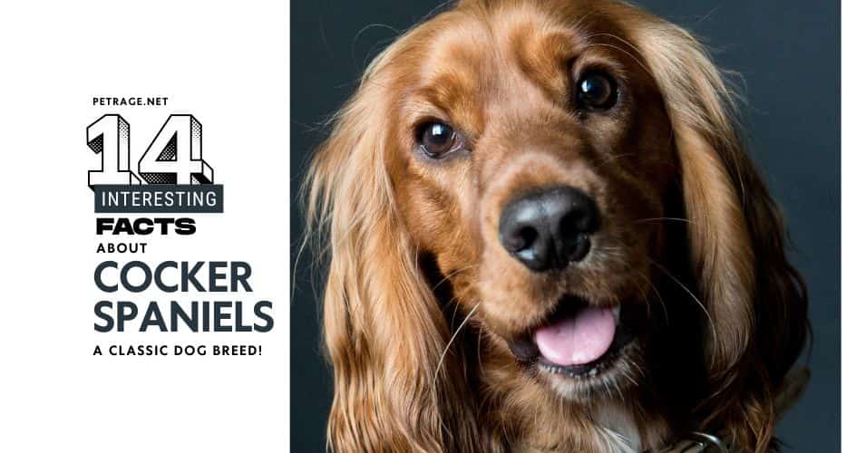 14 interesting facts about the cocker spaniel dog breed petrage
