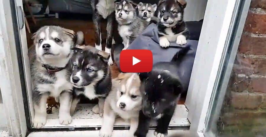 husky akita puppies huskitas beautiful mix