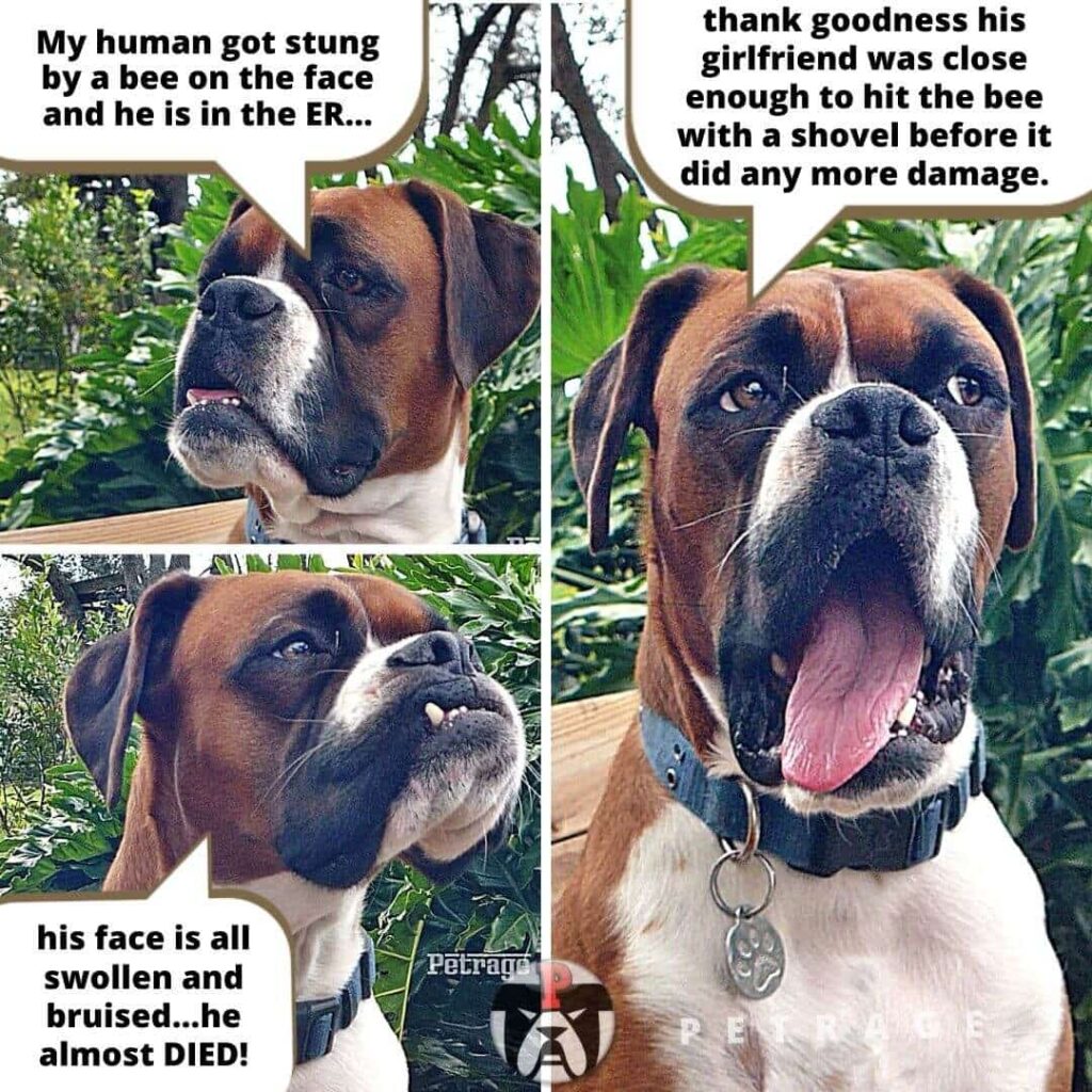bee sting meme the sarcastic boxer dog petrage