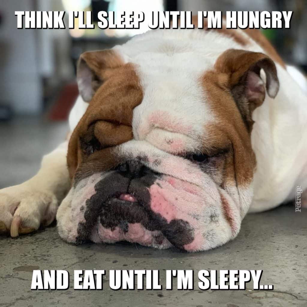buddy the bulldog sleeping and eating meme petrage