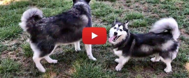 corgi and husky mix they call it a horgi video