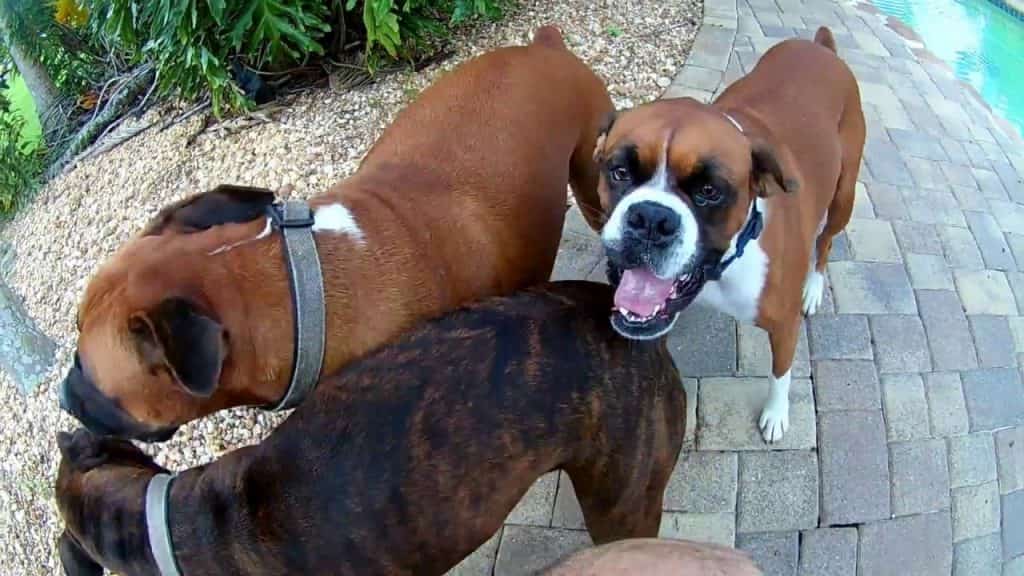 crazy boxer dogs video playing with the pups petrage
