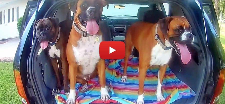 crusin with 3 boxer dogs in the car video the boxer squad ridin