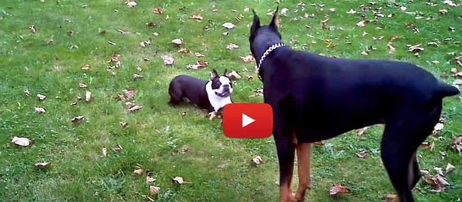 doberman pinscher and boston terrier playing video