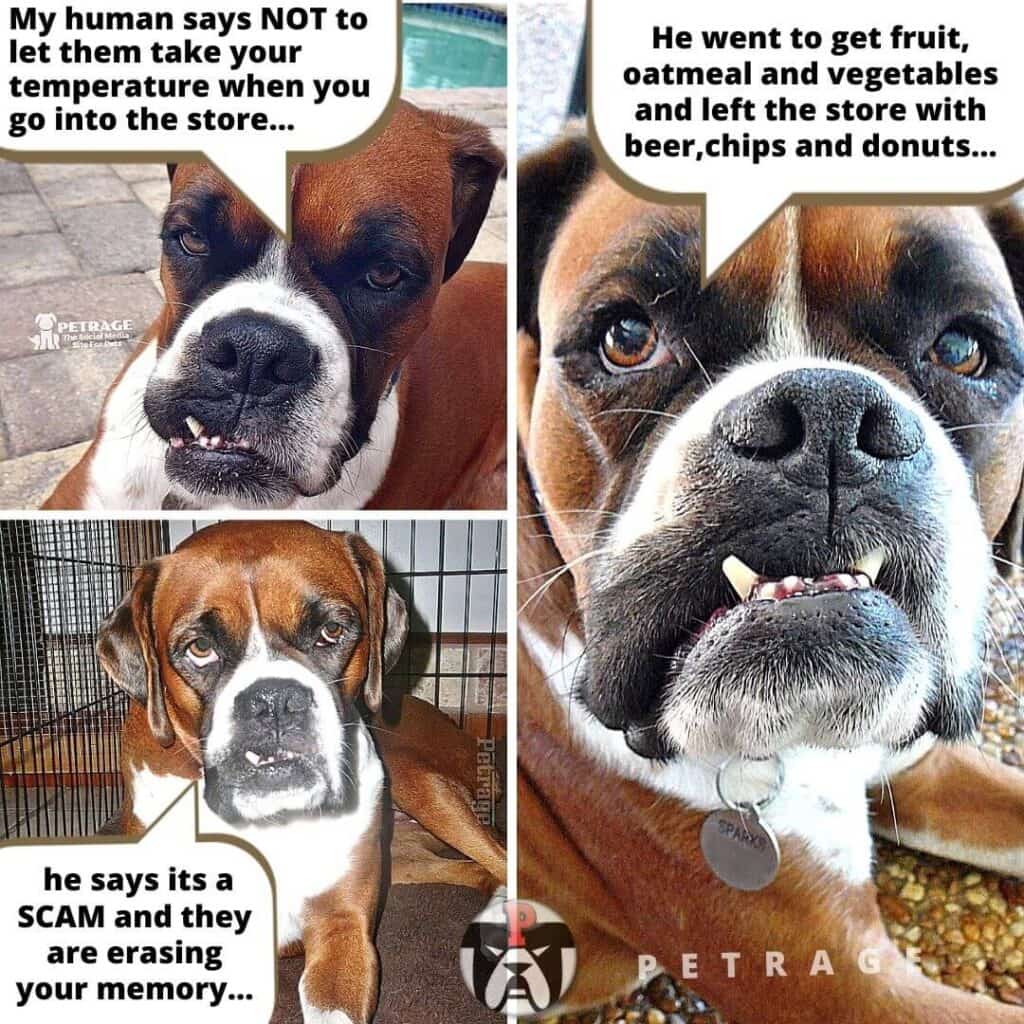 erasing your memory meme the sarcastic boxer dog petrage