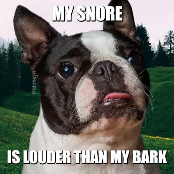 Do boston terriers store snore