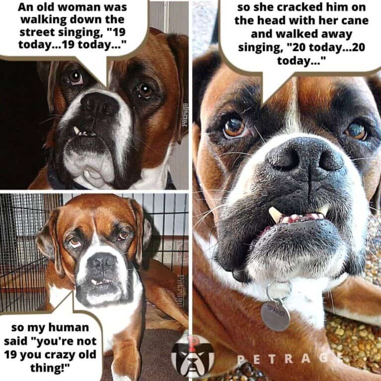 old woman meme sarcastic boxer dog petrage