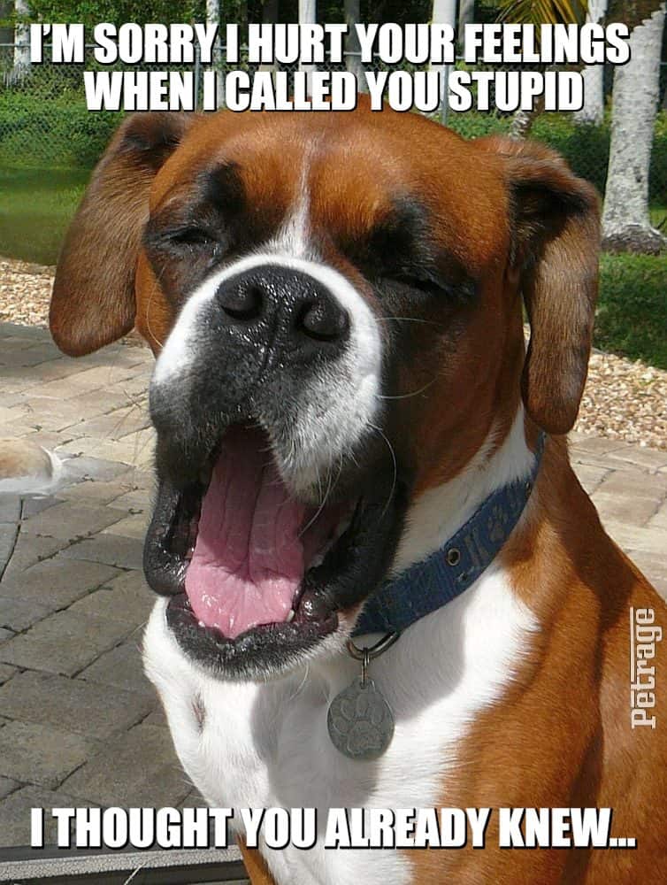 sarcastic boxer dog hurt feelings meme petrage