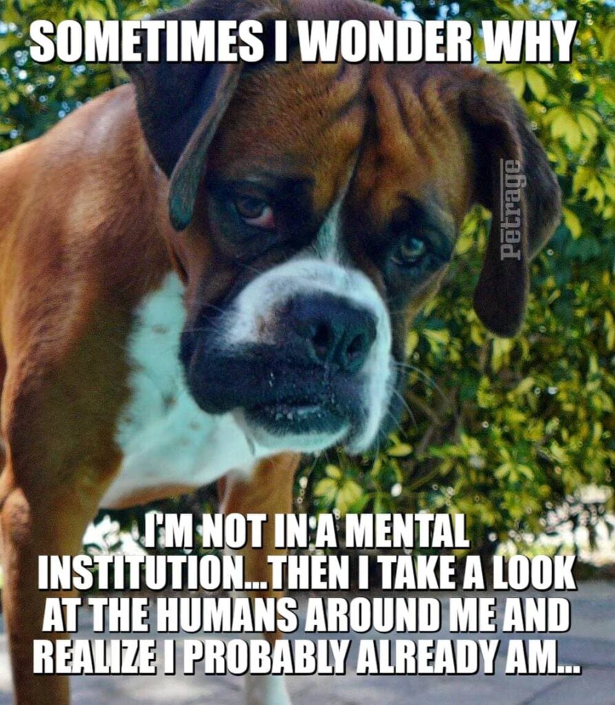 sarcastic boxer dog mental institution meme petrage