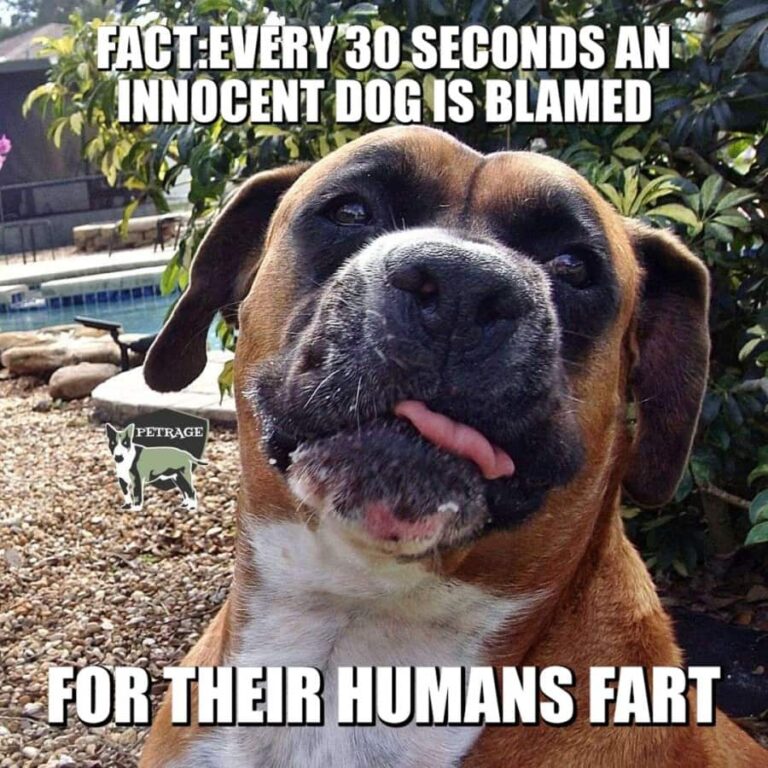 stop blaming the dog meme petrage