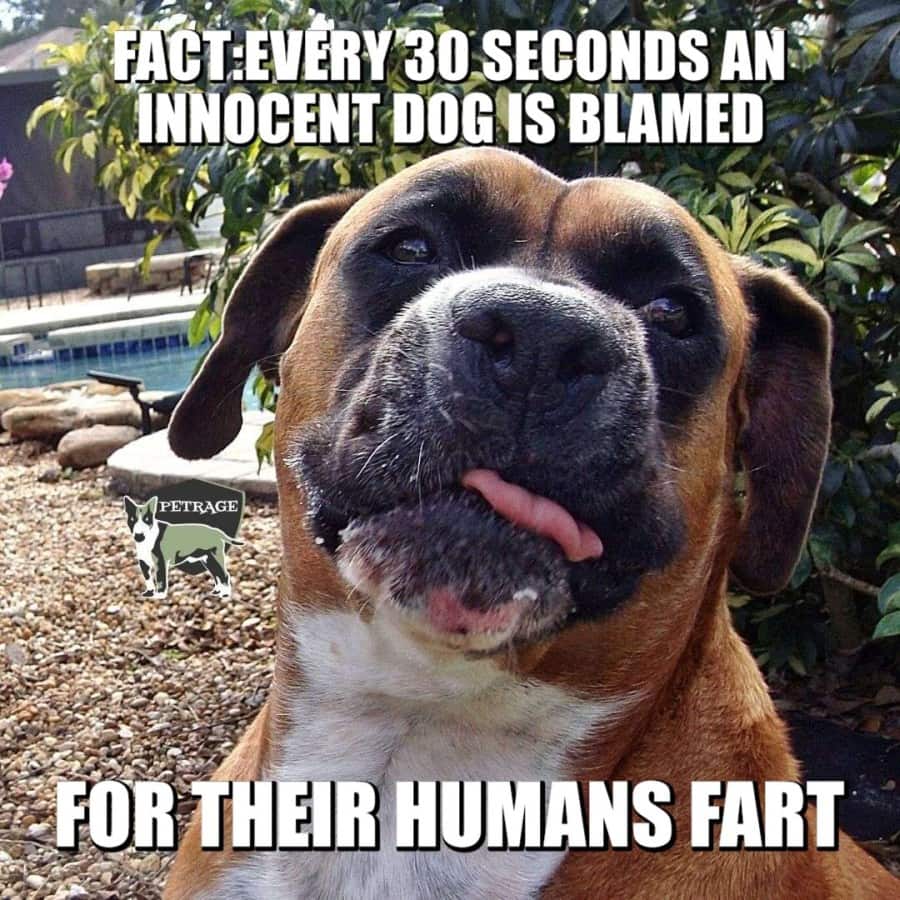stop blaming the dog meme petrage