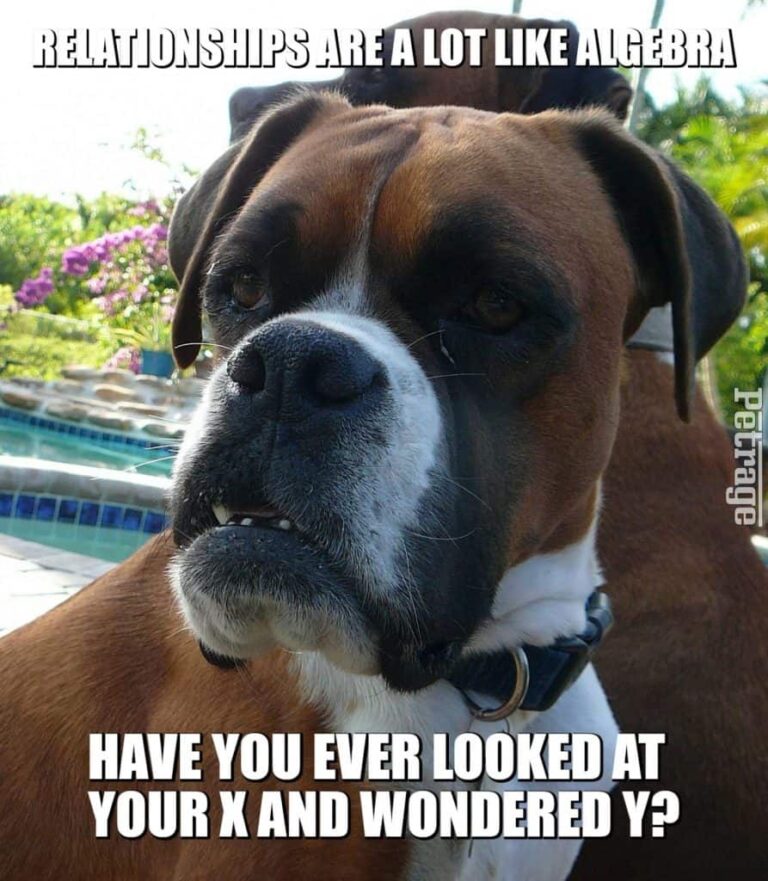 the sarcastic boxer on relationships meme petrage