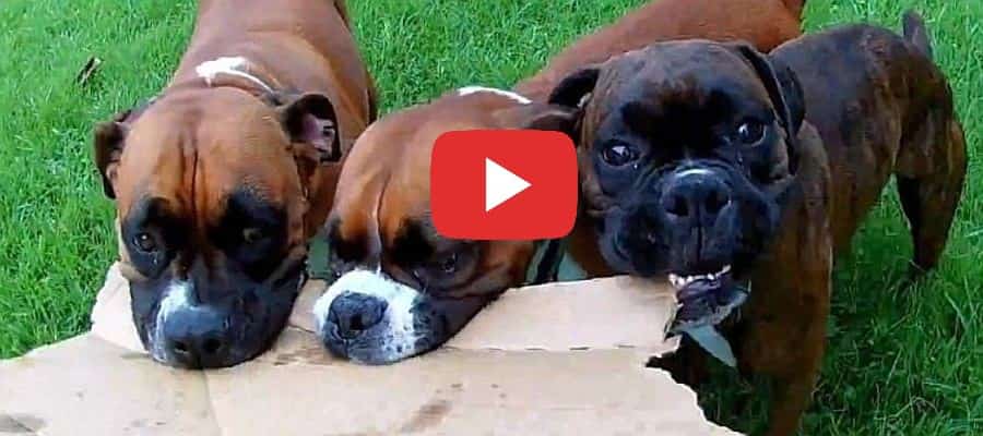 three crazy boxer dogs love pizza video petrage