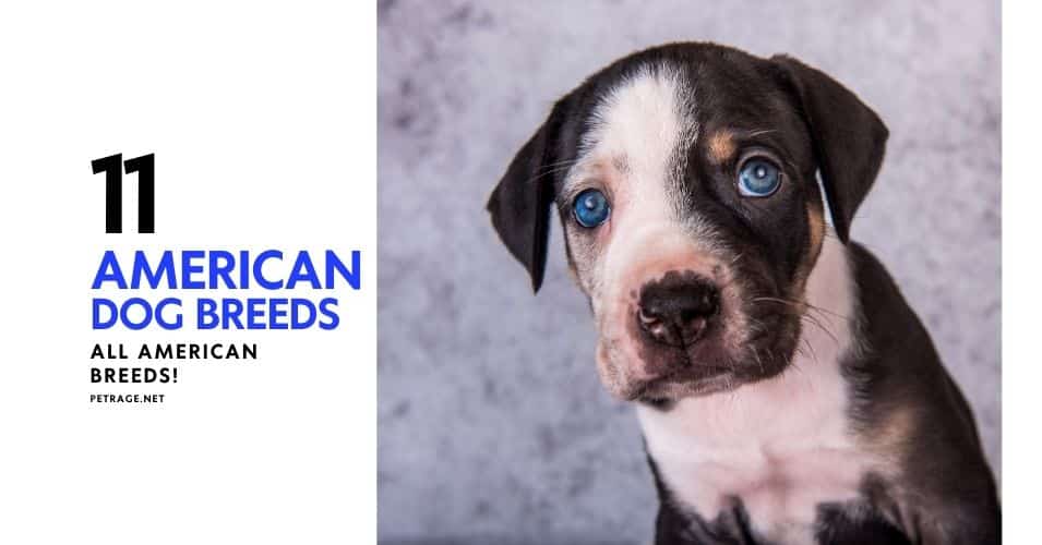 11 all american dog breeds you’ll love petrage