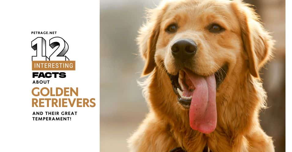 12 interesting facts about the golden retriever dog breed petrage