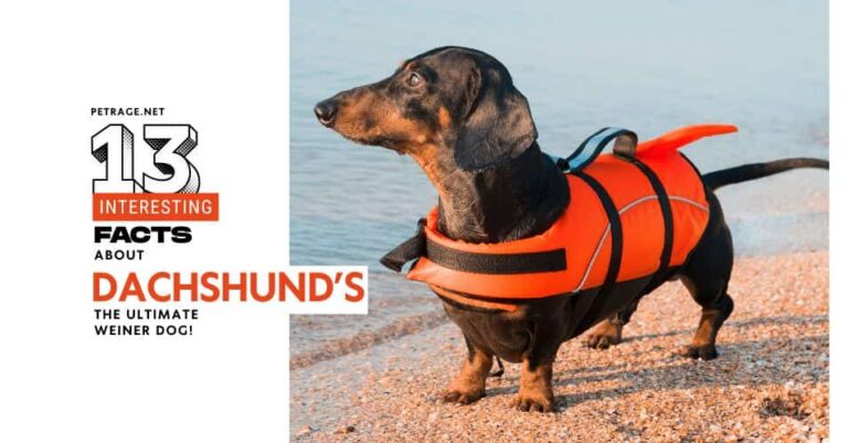13 interesting facts about the dachshund dog breed petrage