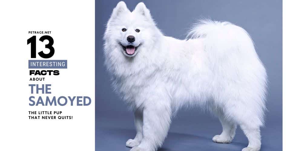 13 interesting facts about the samoyed dog breed wht do you know about the samoyed petrage