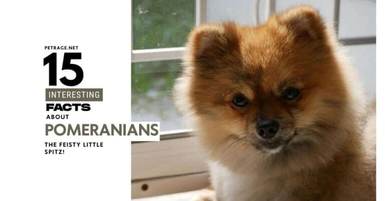 15 interesting facts about the pomeranian dog breed petrage