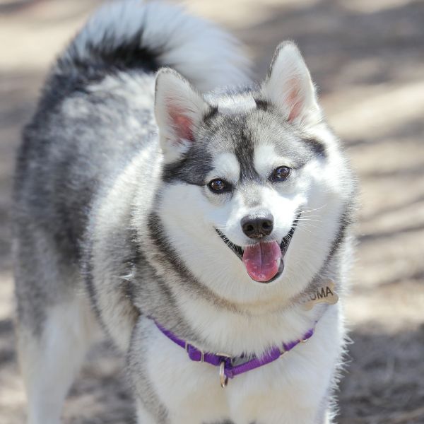 alaskan klee kai