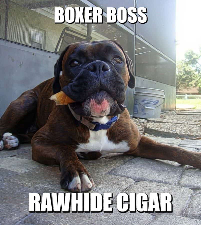 brindle boxer dog is the boss meme petrage