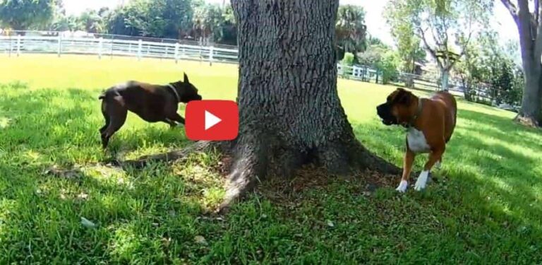 crazy boxer dogs tree tag video petrage