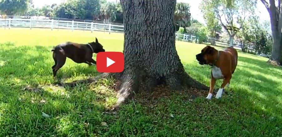 crazy boxer dogs tree tag video petrage