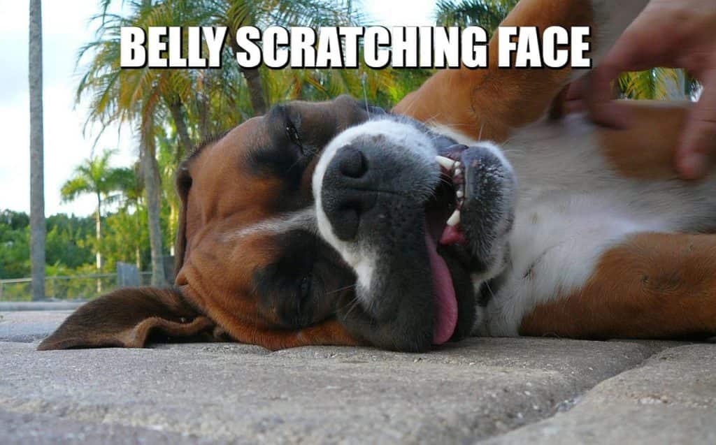 sarcastic boxer dog belly scratch meme petrage
