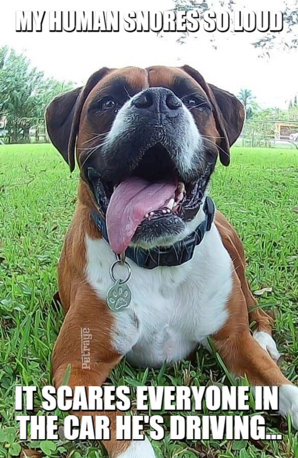 sarcastic boxer dog snoring human meme petrage