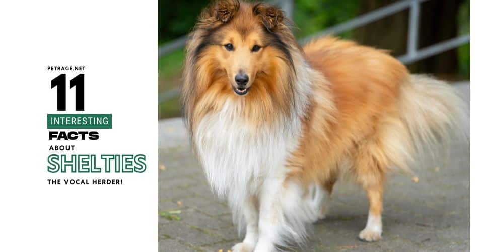 11 interesting facts about shelties shetland sheepdog facts petrage (1)