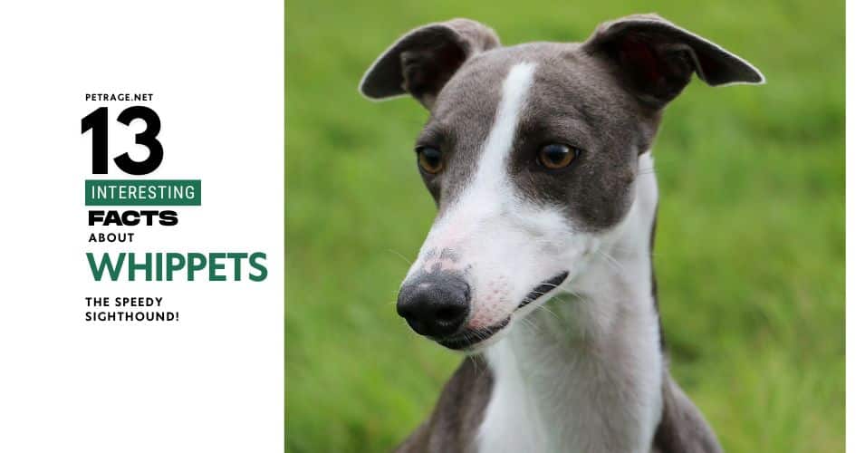 13 interesting facts about whippets petrage