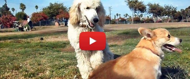 corgi playing with a poodle video