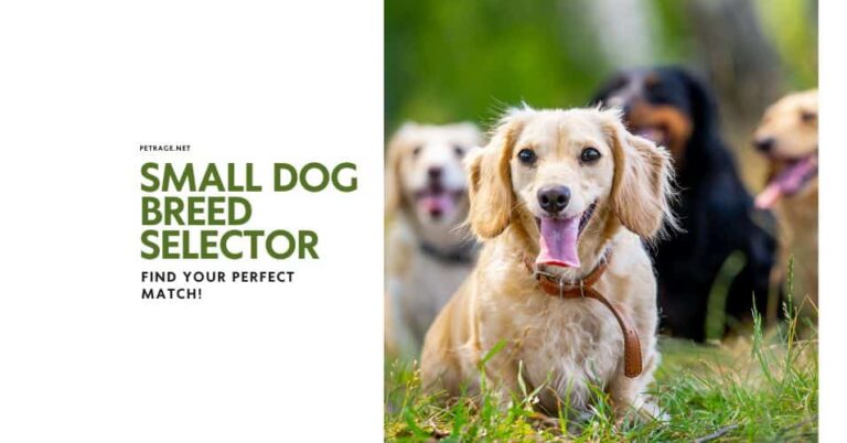 ultimate small breed selector for families & apartments petrage