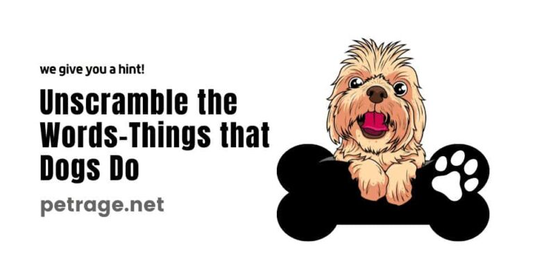 unscramble the words things that dogs do petrage words quiz