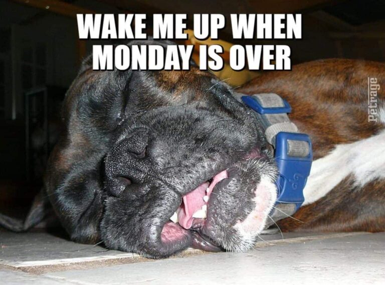 brindle boxer dog monday meme petrage